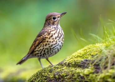 Song thrush (Turdus philomelos) perched on ground with green ecological garden background. One of the most familiar birds in parks and gardens of Europe. Wildlife in nature. Netherlands.